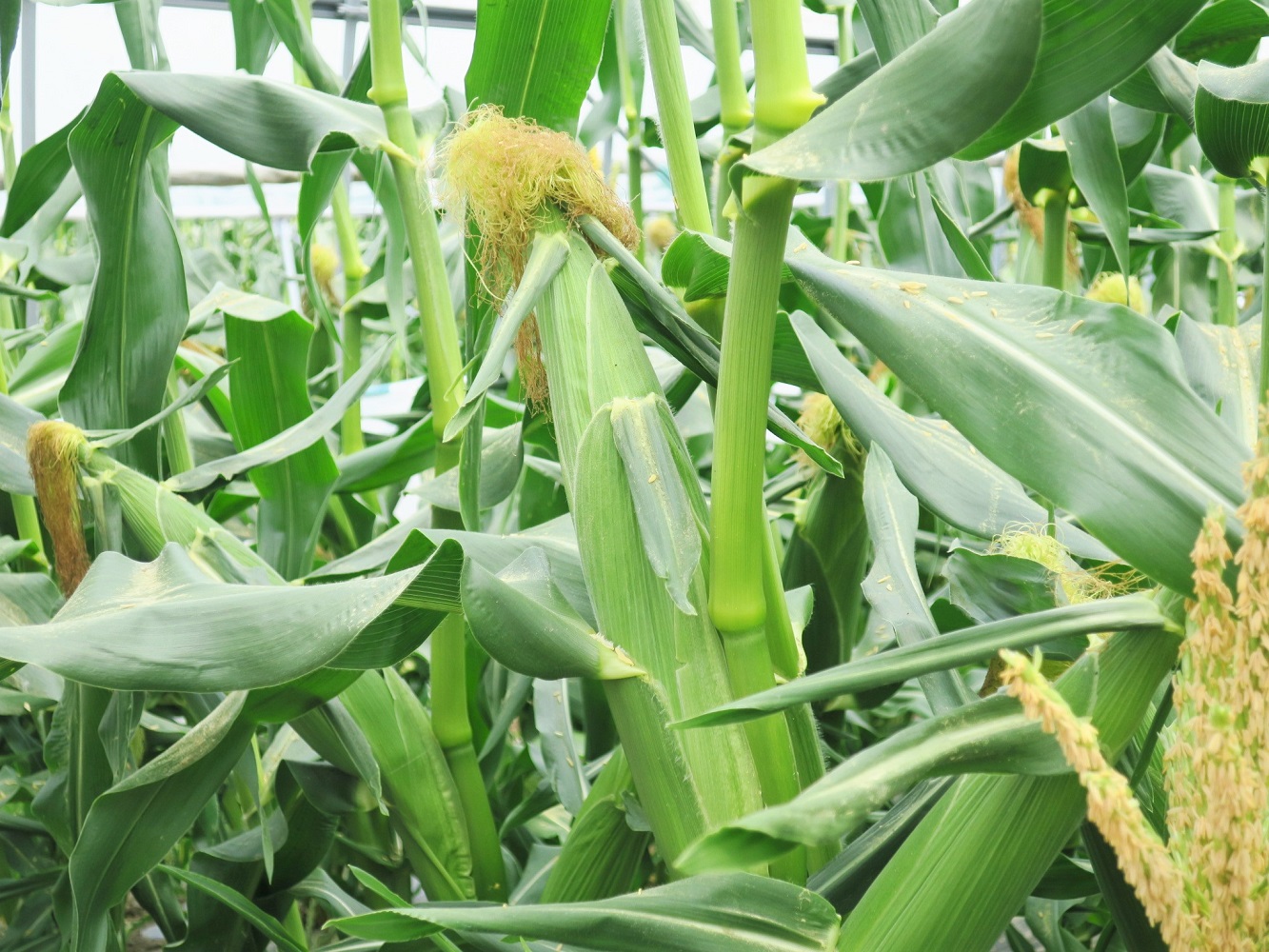 【先行予約】大地の恵み「とうもろこし2色セット」10本