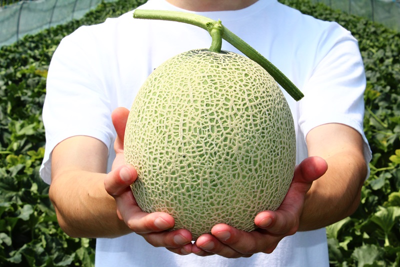 極äžã®äžåãæ¥åã¡ãã³ïŒãã³ã°çš®ïŒãïŒ1.6kgçžåœÃ2çïŒ