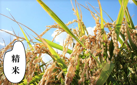 【精米12ヶ月定期便】特別栽培「きなうす米」ゆめぴりか5kg×12回