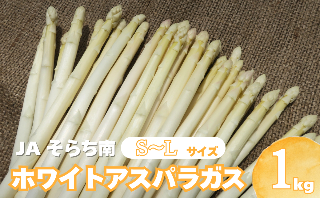 【先行予約】JAそらち南の味覚「ホワイトアスパラガス」S〜L　1kg前後
