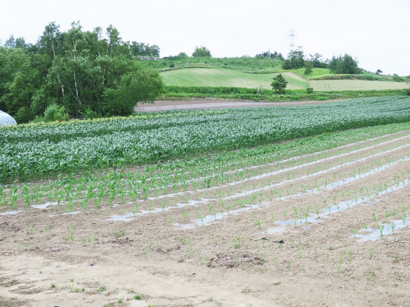 【先行予約】大地の恵み「とうもろこし2色セット」14本