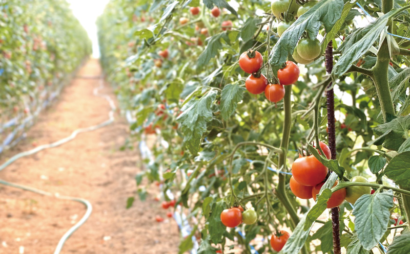 有機ミニトマト100%使用！金丸農園のストレートミニトマトジュース　720ml×2本セット