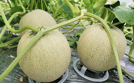 ã倧çããšãããèè§ŠãïŒæ±å±±èŸ²å Žç£ãã³ã°ã¡ãã³ 1ç