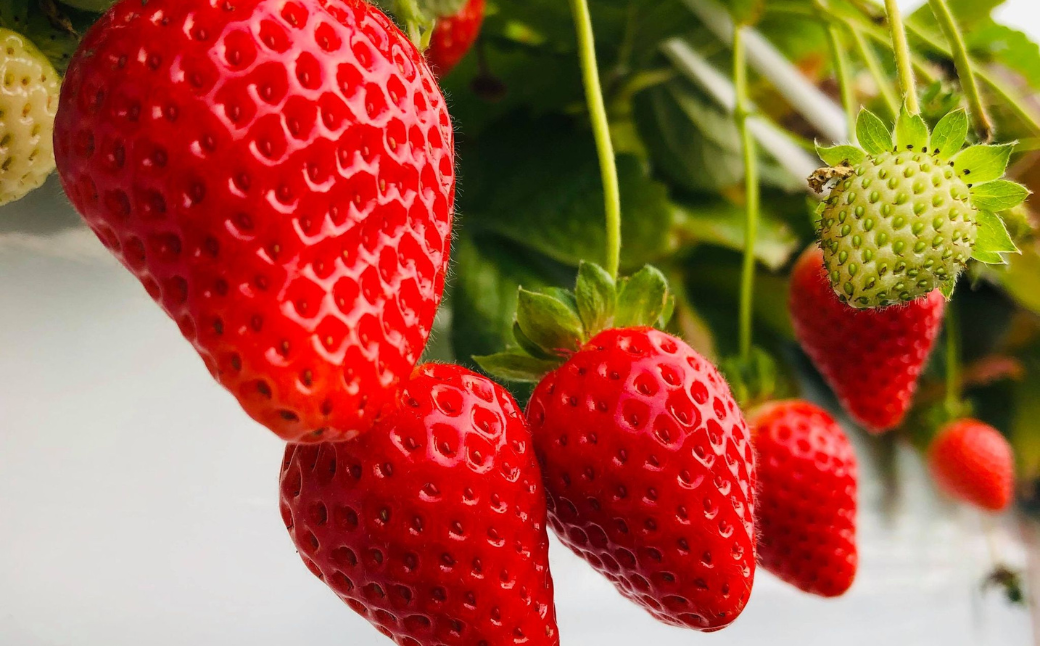 ファームうかわの干し芋とまんまジャムのセット