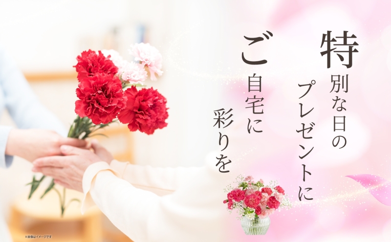 ＜2025年7月～9月まで3ヵ月連続お届け＞北海道 カーネーション ミックス 4品種 20本以上 花 花束 切花 ブーケ 旬 季節 生花 フラワー アレンジメント 