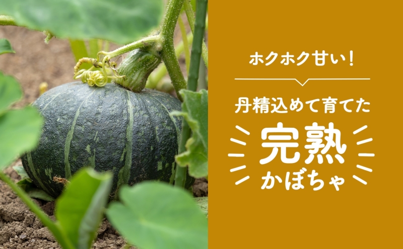 北海道 月形町産 かぼちゃ 虹ロマン 5～6個 約10kg 1箱 南瓜 カボチャ 野菜 旬 ホクホク 甘い パンプキン ハロウィン お取り寄せ 自家用 人気 おすすめ 産地直送 月形農業協同組合 送料無料 月形