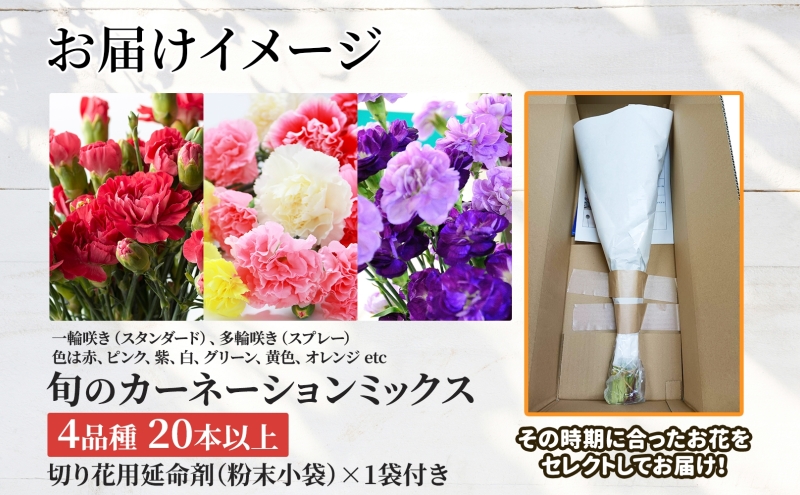 ＜11月配送＞ 北海道 カーネーション ミックス 4品種 20本以上 花 花束 切花 ブーケ 旬 季節 詰め合わせ 生花 フラワー アレンジメント 産地直送 
