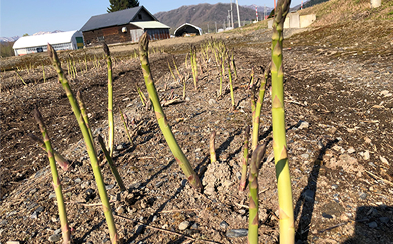 先行受付 グリーンアスパラ Sサイズ Mサイズ 2kg 【令和8年5月中旬～6月中旬発送】｜ オンライン 申請 ふるさと納税 北海道 新十津川 北海道産 アスパラ あすぱら アスパラガス グリーンアスパラガス　S M 朝どれ 朝採り 朝採れ 野菜 やさい 新鮮 新十津川町【1201602】