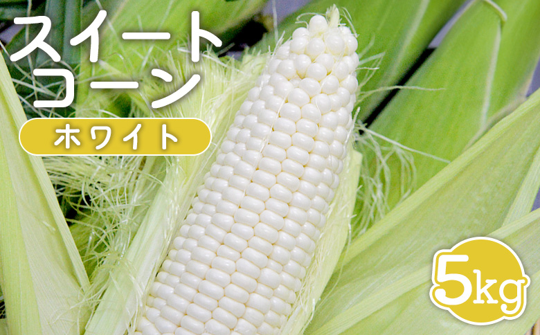 【先行受付】 スイートコーン ホワイト 5kg 【令和8年8月1日頃～15日頃発送】｜ オンライン 申請 ふるさと納税 北海道 新十津川 北海道産 とうもろこし トウモロコシ コーン 甘い 2L 大きい フルーツコーン 生 生で食べられる 生食 野菜 やさい 新鮮 大容量 新十津川町【1201901】