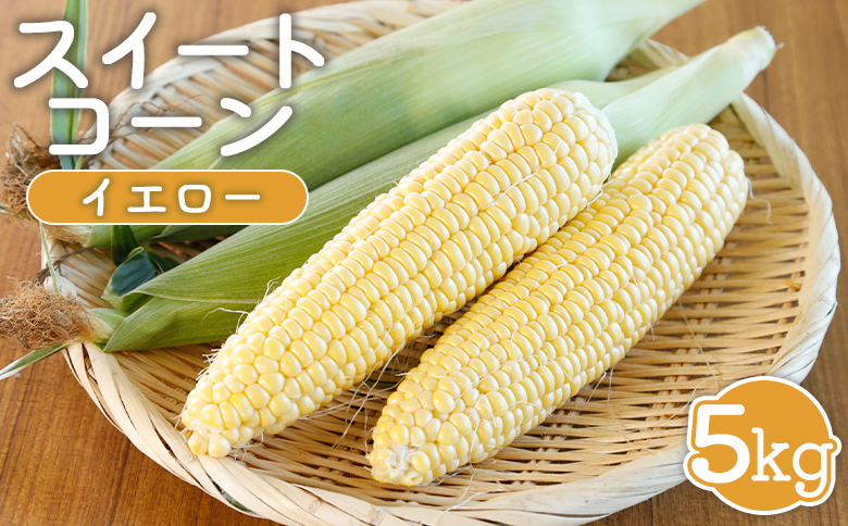 【先行受付】 スイートコーン イエロー 5kg 【令和8年8月1日頃～31日頃発送】｜  オンライン 申請 ふるさと納税 北海道 新十津川 北海道産 とうもろこし トウモロコシ コーン 甘い 2L 大きい フルーツコーン 朝どれ 朝取り 朝採り 野菜 やさい 新鮮 大容量 新十津川町【1202001】