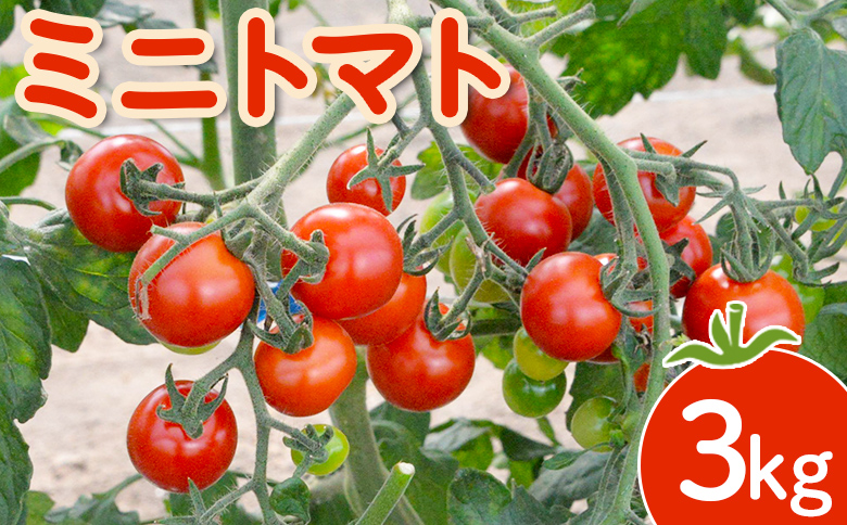【先行受付】 ミニトマト ３kg  【令和8年7月下旬～9月発送】｜ オンライン 申請 ふるさと納税 北海道 新十津川 北海道産 ミニ トマト 甘い 濃厚 美味しい キャロル7 野菜 やさい 大容量 新十津川町【1200601】