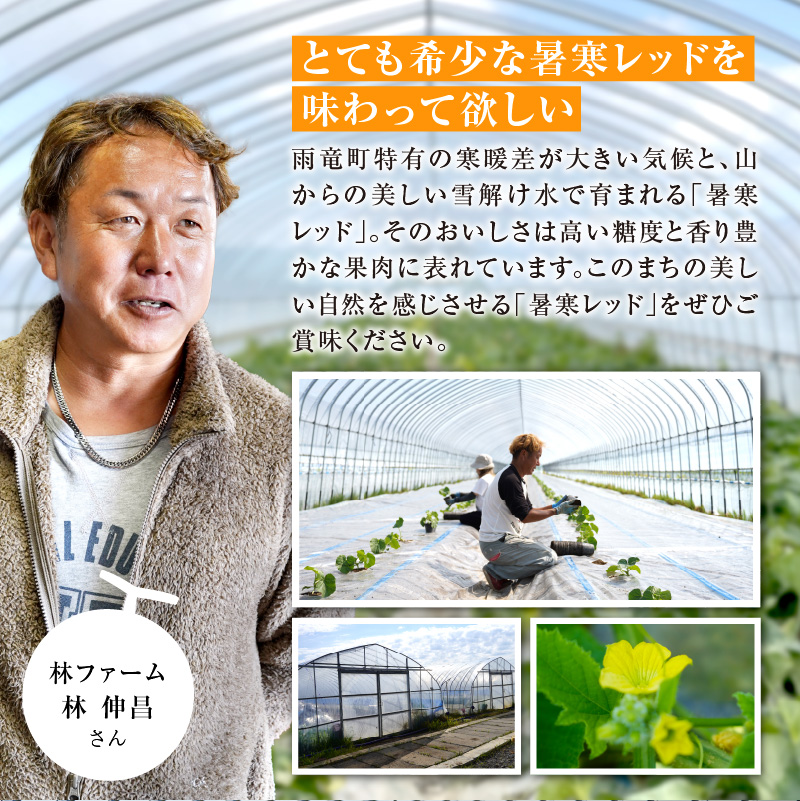 【令和8年産先行予約】北海道メロン 暑寒レッド 1玉 (1.6kg以上×1箱)《2026年9月より発送予定》メロン 先行予約 北海道 赤肉 糖度 14度以上 2026年 9月 ブランドメロン