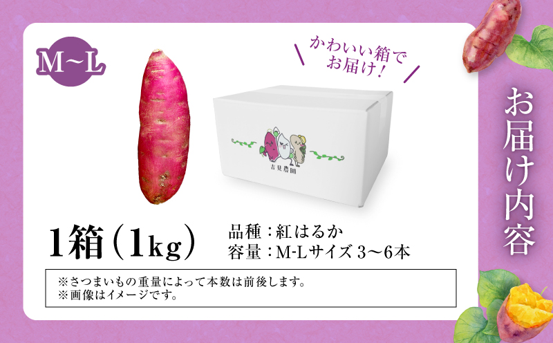 【数量限定】なまら甘い！北海道雨竜町産 さつまいも 「紅はるか」  Ｍ-Ｌサイズ 1kg 大きめサイズ 産地直送 さつまいも サツマイモ 北海道 国産 おやつ お菓子作り 料理