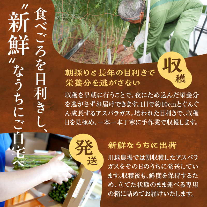 【先行受付】2026年発送 朝採りグリーンアスパラ  2kg＜ 川越農場 ＞野菜 春 夏 北海道アスパラ 雨竜町産 パスタ サラダ スープ 旬 やわ旨