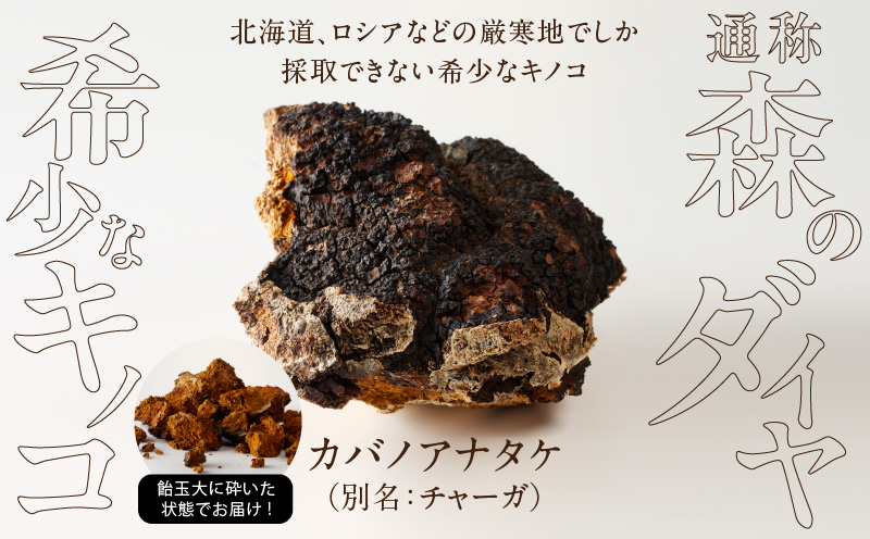 【数量限定】森のダイヤモンド「カバノアナタケ」150g