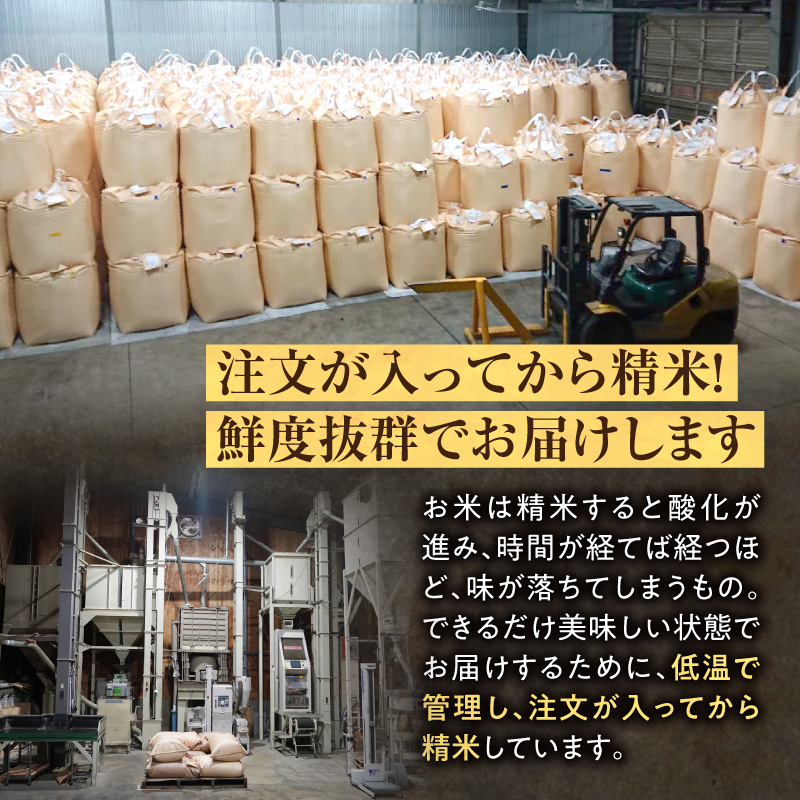 【30日以内発送】北海道産 ななつぼし 精米 10kg 特A 雨竜町 お米 米 厳選 人気