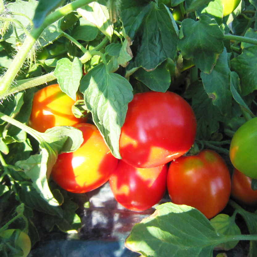 完熟トマトジュースお試しセットB（加塩缶6本）保存料 無添加 国産 北海道産 n-0041