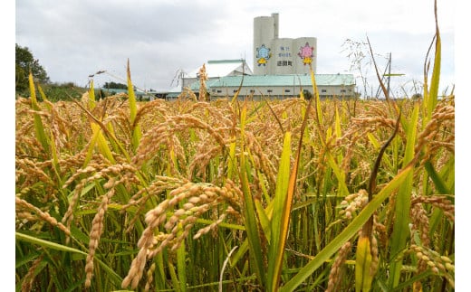 【先行予約】令和7年産 特Aランク米 ななつぼし 精米 10kg（5kg×2袋）【8月発送】 雪冷気 籾貯蔵 雪中米 北海道 nr-1360