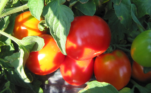 プレミアム完熟トマトジュース 190g×90缶 数種類のトマトをブレンド 食塩無添加