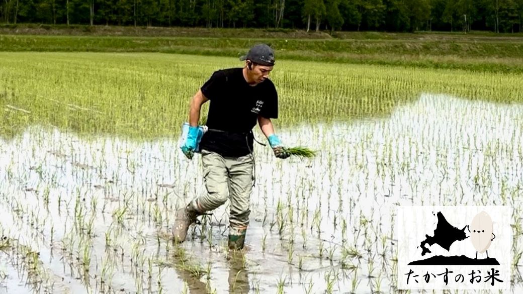 A281 　【 令和6年産 】 ななつぼし （ 無洗米 ） 北海道 米 定番の品種  10kg 北海道 鷹栖町 たかすのお米 米 コメ こめ ご飯 無洗米 お米 ななつぼし コメ  無洗米