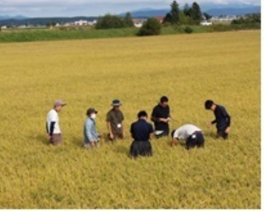 A154 【 令和６年産 】 夢見鷹 ゆめぴりか　おぼろづき　ブレンド 米 （ 白米 ）5㎏ 北海道 鷹栖町 Next Agri．Takasu 米 コメ こめ ご飯 白米 お米 ブレンド コメ 白米