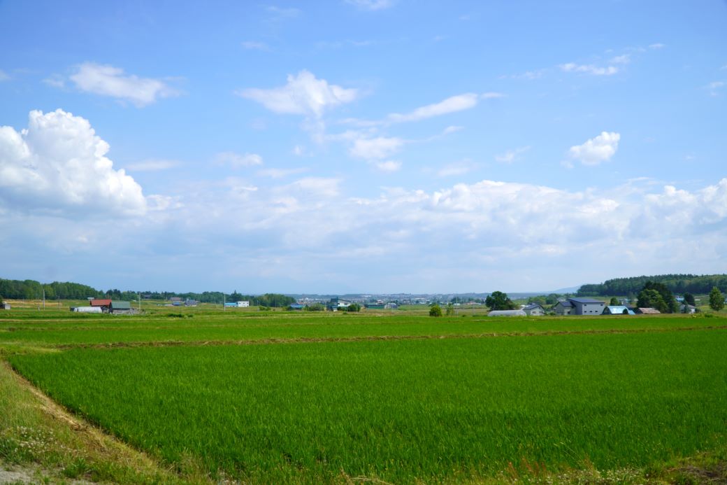 A259【令和６年産】ゆめぴりか（玄米）特Aランク 10kg 北海道 鷹栖町 たかすのおむすび 米 コメ ご飯 玄米 お米 ゆめぴりか