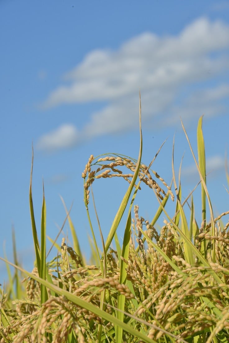 A247 【令和7年産】 ゆめぴりか （ 玄米 ） 栽培期間中農薬化学肥料不使用 真空パック 5kg×2袋 たかすタロファーム 北海道 鷹栖町 米 コメ こめ ご飯 お米