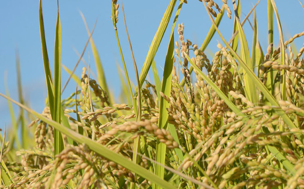 【令和7年産】 ゆめぴりか （無洗米） 真空パック 2kg×4袋 セット 北海道 鷹栖町 たかすタロファーム 米 コメ こめ ご飯 無洗米 お米 ゆめぴりか 無洗米