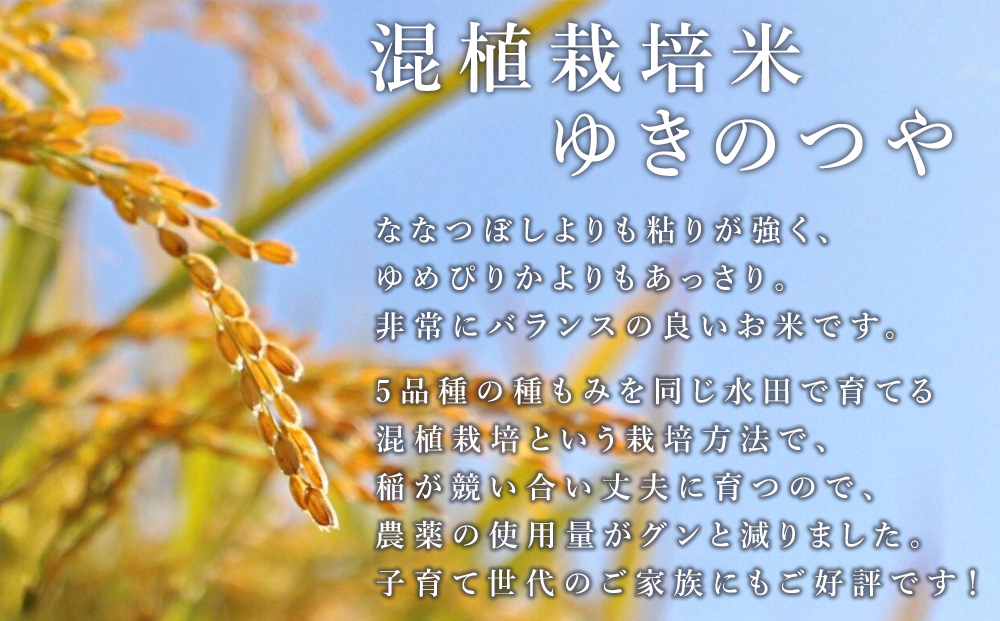 蛹玲沫邀ウ繧縺阪ョ縺、繧10kgシ5kgテ2陲具シ画浹豐シ 繧縺弱〓縺セ 譚ア逾樊・ス 蛹玲オキ驕
