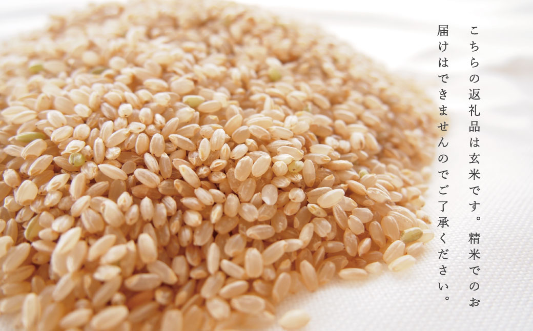 玄米 彩 あや 150g 北海道米 こめ 1000円台  2000円 3000円 当麻町 長谷川農園 北海道産 北海道米【B-013】