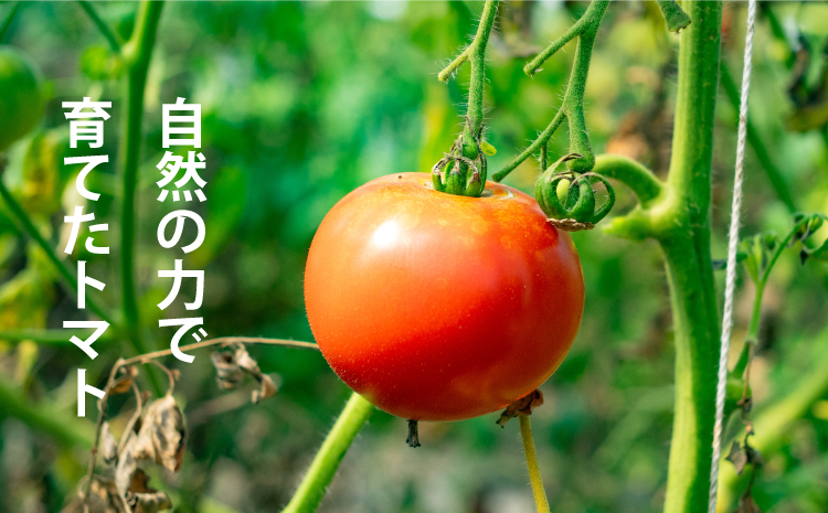 シ亥郁。御コ育エシ峨ヨ繝槭ヨ繧ク繝・繝シ繧ケ縲後℃繧繝シ縺」縺ィ繝医槭ヨ縲咲┌蝪ゥ繧サ繝繝茨シ1Lテ6譛ャシ峨燭-003縲