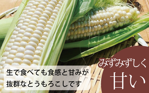 2026蟷エ逕」莠育エ 蛹玲オキ驕鍋肇繝帙Ρ繧、繝医さ繝シ繝ウ縲譛画ゥ滓ス蝓ケ縲植O-001縲