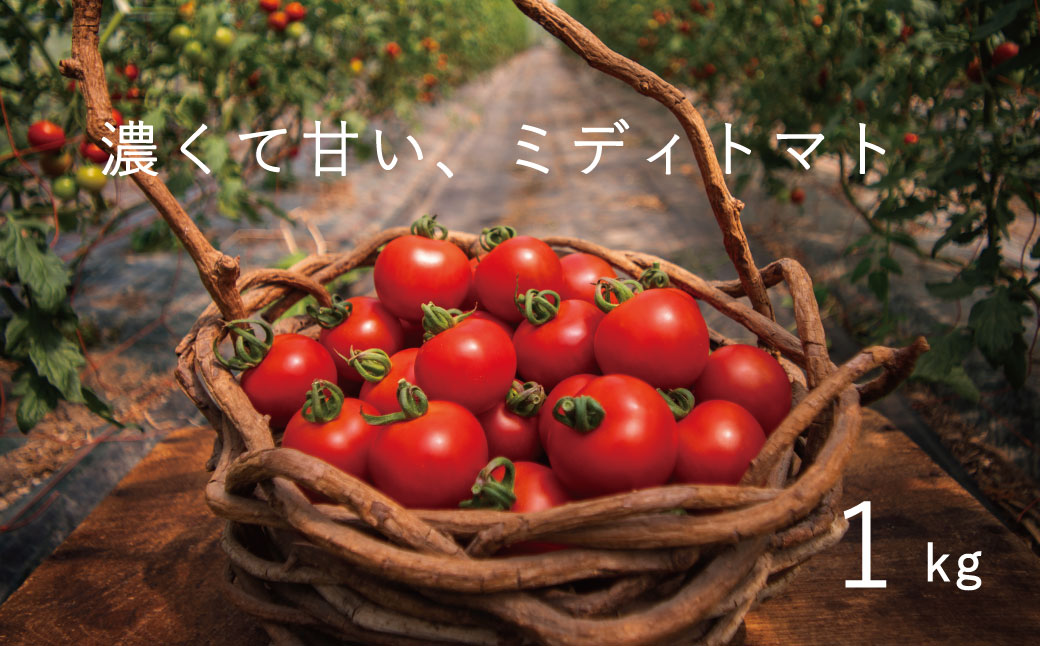 2024年産予約 フルーツトマト 1kg のんの畑北海道 ミディトマト【G-011】