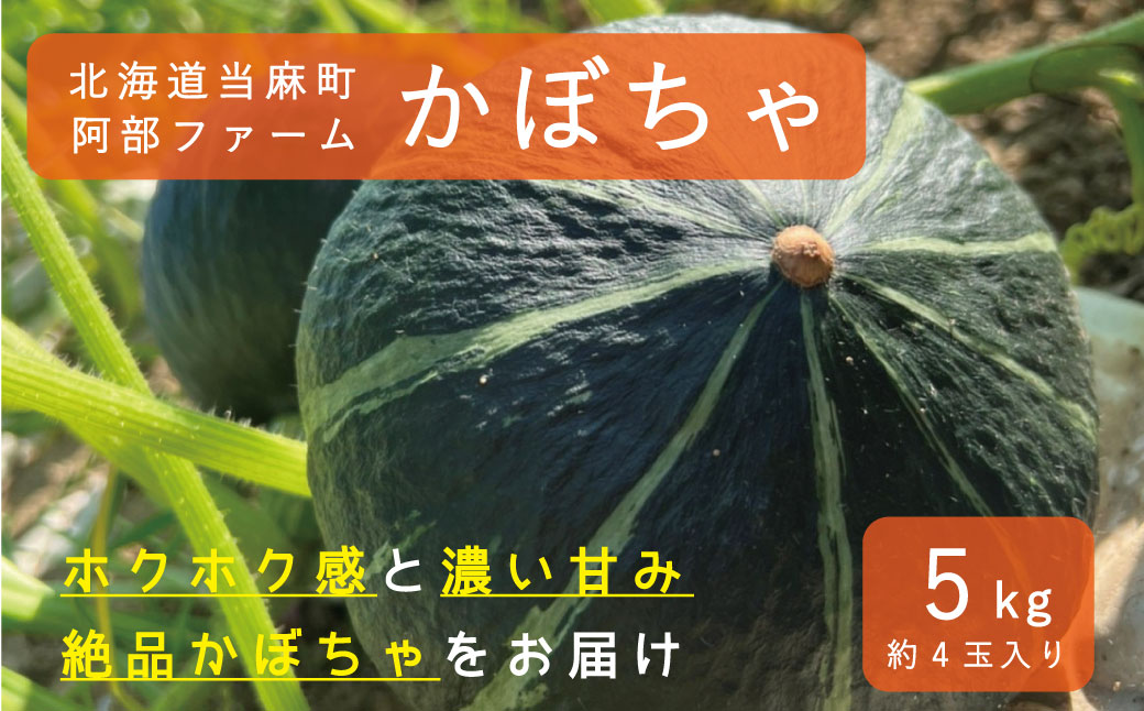 【2025年産先行受付】かぼちゃ5kg　ダークホース　阿部ファーム　北海道当麻町産【AE-002】