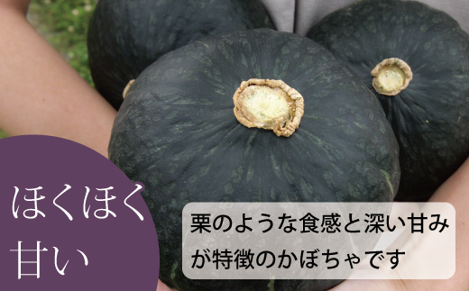 ã2026幎ç£å
è¡åä»ãããŒã¡ã10kgãããŒã¯ããŒã¹ãé¿éšãã¡ãŒã ãåæµ·éåœéº»çºç£ãAE-001ã