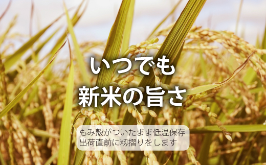 【令和7年産】生活応援！価格大幅改定！籾貯蔵今摺米 無洗米 きたくりん 5kg×3回 計15kg ≪定期便3ヶ月≫ブランド米 北海道米 北海道 米【A-040】