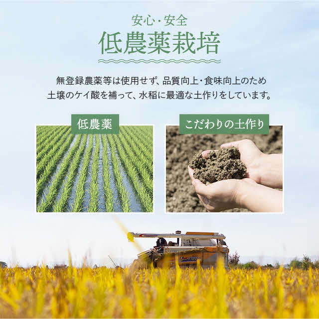 新米先行予約【2024年産】久保農園　ななつぼし　玄米11.5kg