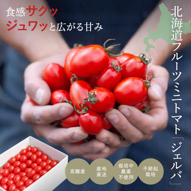 【2024年産受付】金賞受賞　フルーツトマト ジェルバ 1.2kg