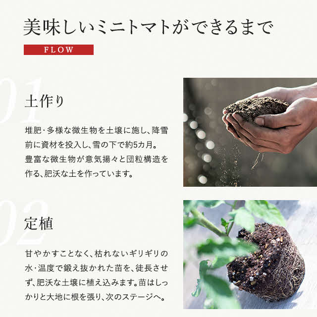 【2024年産受付】金賞受賞　フルーツトマト ジェルバ 2.5kg
