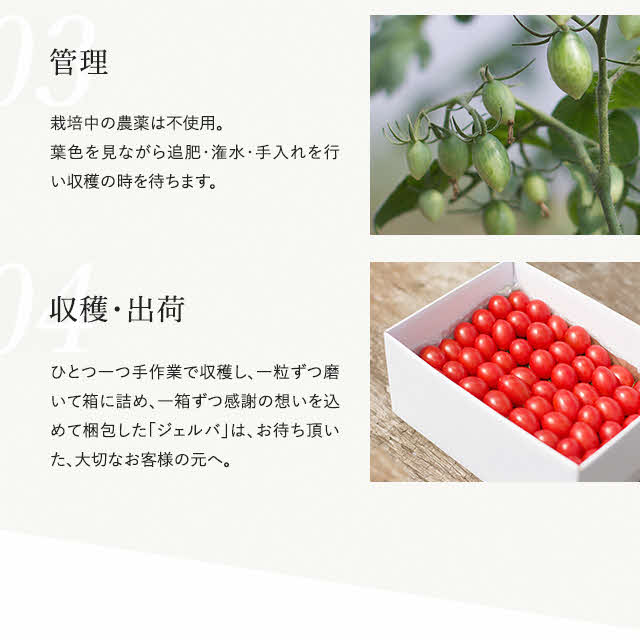 【2024年産受付】金賞受賞　フルーツトマト ジェルバ 1.2kg