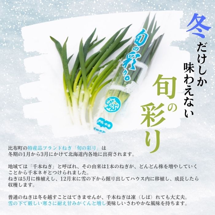 【2026年1月発送】比布町産ねぎ（千本ねぎ）「旬の彩り。」 10束【JAぴっぷ町】ねぎ ネギ 葱 長ネギ 冬限定 野菜 特産 北海道 比布町 ぴっぷ 1001-008