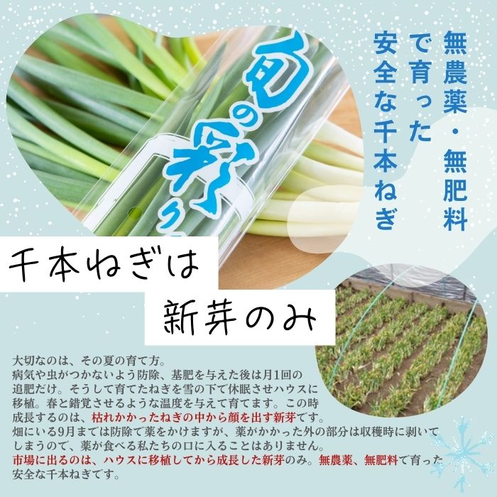 【2026年1月発送】比布町産ねぎ（千本ねぎ）「旬の彩り。」 10束【JAぴっぷ町】ねぎ ネギ 葱 長ネギ 冬限定 野菜 特産 北海道 比布町 ぴっぷ 1001-008