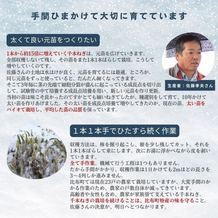 【2026年1月発送】比布町産ねぎ（千本ねぎ）「旬の彩り。」 10束【JAぴっぷ町】ねぎ ネギ 葱 長ネギ 冬限定 野菜 特産 北海道 比布町 ぴっぷ 1001-008