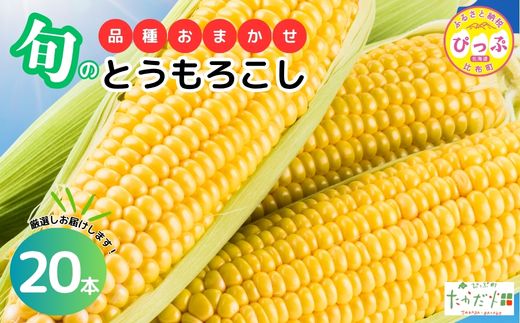 【2026年7月下旬頃発送】とうもろこし 品種おまかせ 20本 【たかだ畑】 あまいんです 恵味ゴールド とうもろこし スイートコーン 産地直送 詰め合わせ セット とうきび BBQ バーベキュー 甘い 北海道 比布町 ぴっぷ 1018-011