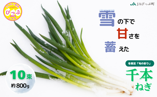【2026年1月発送】比布町産ねぎ（千本ねぎ）「旬の彩り。」 10束【JAぴっぷ町】ねぎ ネギ 葱 長ネギ 冬限定 野菜 特産 北海道 比布町 ぴっぷ 1001-008