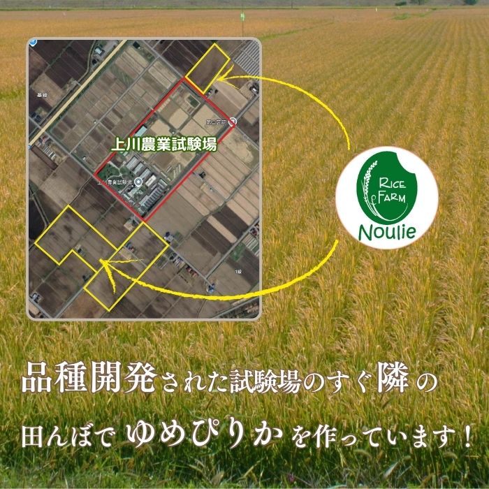 令和7年産 ゆめぴりか 玄米 20kg【農業生産法人ノウリエ】米 お米 北海道米 特Aランク 国産 コメ 北海道 比布町 ぴっぷ 1017-009