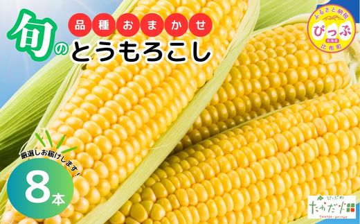 【2026年7月下旬頃発送】とうもろこし 品種おまかせ 8本 【たかだ畑】 あまいんです 恵味ゴールド とうもろこし スイートコーン 産地直送 詰め合わせ セット とうきび BBQ バーベキュー 甘い 北海道 比布町 ぴっぷ 1018-010