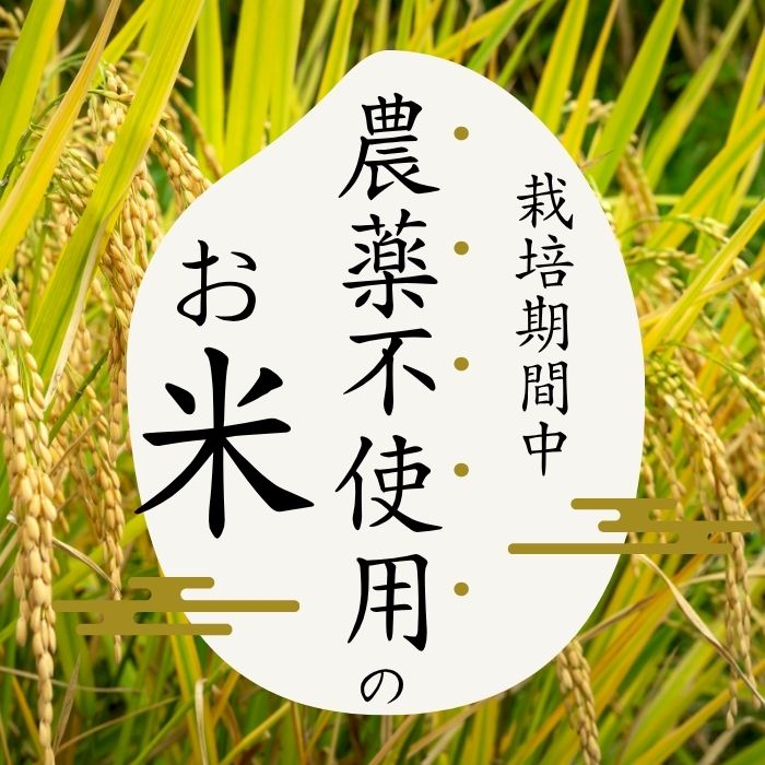 令和7年産 今野農園 ゆめぴりか 玄米 10kg 【ピリカ(株)】 化学肥料不使用 米 お米 北海道米 特Aランク 国産 コメ 2025年産 北海道 比布町 ぴっぷ 1012-008