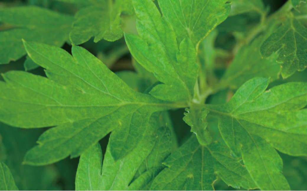 SHIRO ãšã¢ã®ã¯ã¬ã³ãžã³ã°ãªã€ã« 150mL ã»ã³ã·ãã£ã åæµ·é æå¥çº