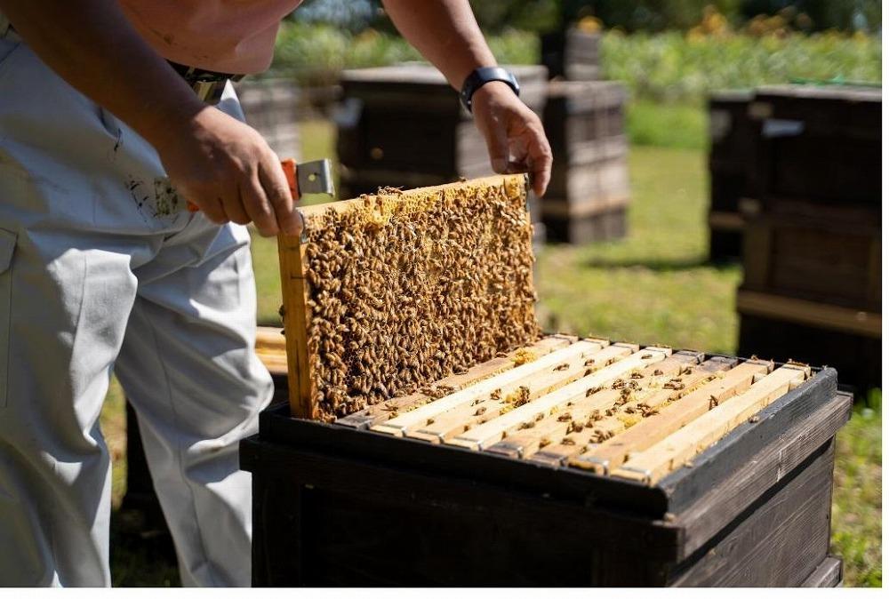 ã2026幎8æäžæ¬ããçºééå§ãåæµ·éäžå·çºç£çŽç²ã¯ã¡ã¿ã€ãã·ãã®æšïŒè©ææš¹ïŒ600ïœÃ2æ¬ã»ããã ã¯ã¡ã¿ã€ ã·ãã®æš åæµ·é äžå·çº 森æ¬éç©åº çŽç² ãã㌠èè å€©ç¶ åœç£ ã®ãã ãã¬ãŒã³ã æççš ãã¶ãŒãçš å¥åº· çŸå®¹ èªç¶ ç峿 é«å質 äžè³ª ã